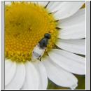 Nemotelus pantherinus - Waffenfliege 01.jpg